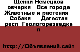 Щенки Немецкой овчарки - Все города Животные и растения » Собаки   . Дагестан респ.,Геологоразведка п.